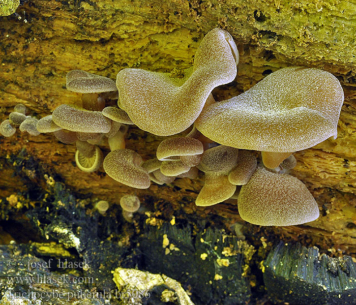 Strmělka opýřená Flaumhaariger Trichteling Trichocybe puberula