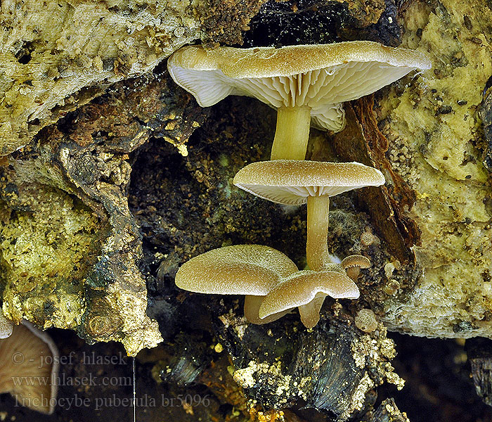 Strmělka opýřená Trichocybe puberula