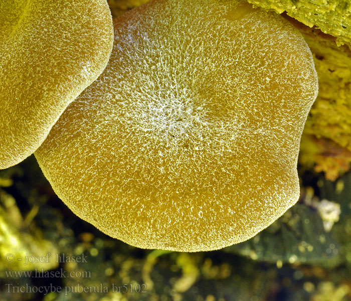 Flaumhaariger Trichteling Trichocybe puberula