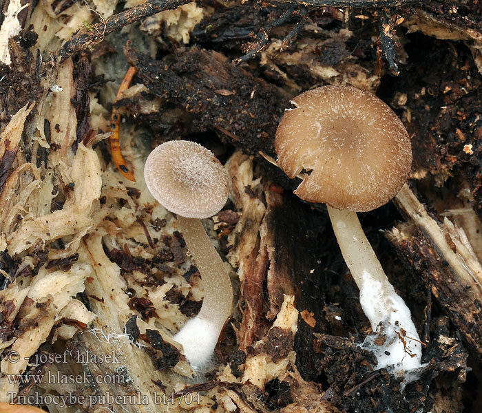 Strmělka opýřená Trichocybe puberula