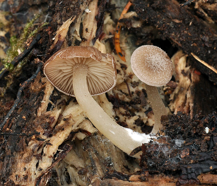 Flaumhaariger Trichteling Trichocybe puberula