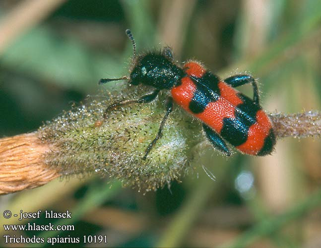 Trichodes apiarius Pestrokrovečník včelový Gemeiner Bienenkäfer