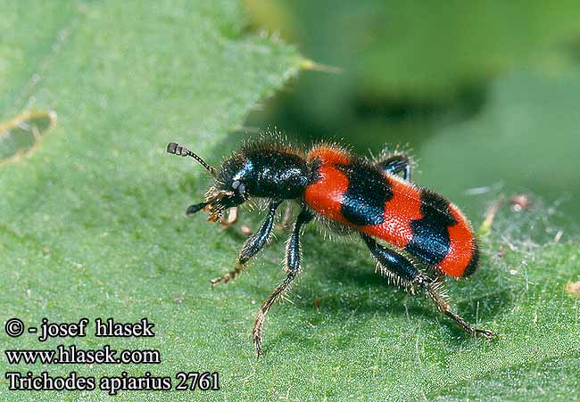 Trichodes apiarius Szalagos méhészbogár Bijenkever