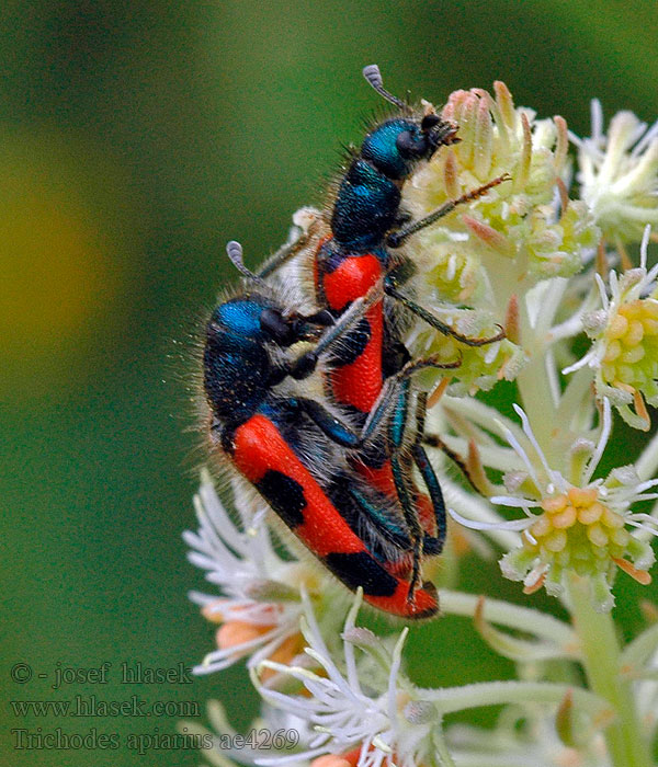 Trichodes apiarius