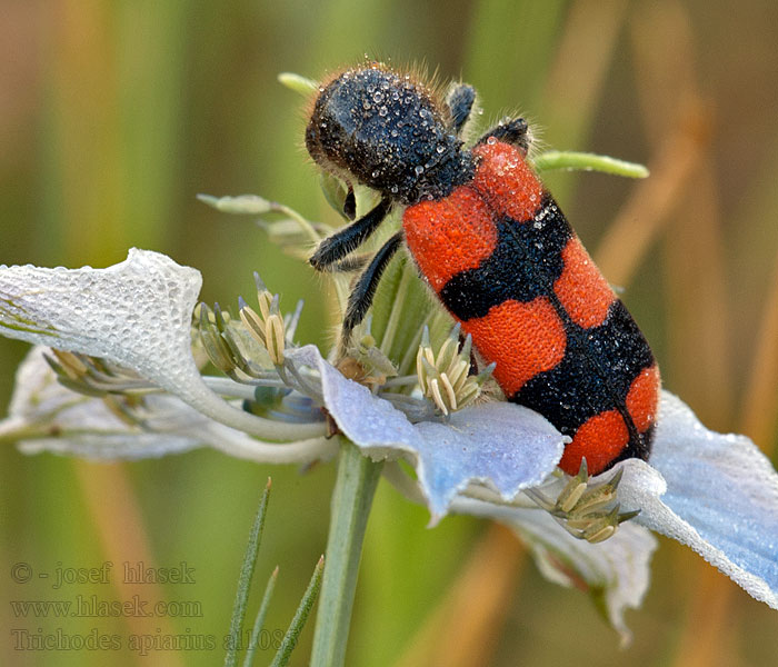 Barciel pszczołowiec Пестряк пчелиный Trichodes apiarius