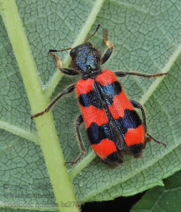 Szalagos méhészbogár Bijenkever Trichodes apiarius