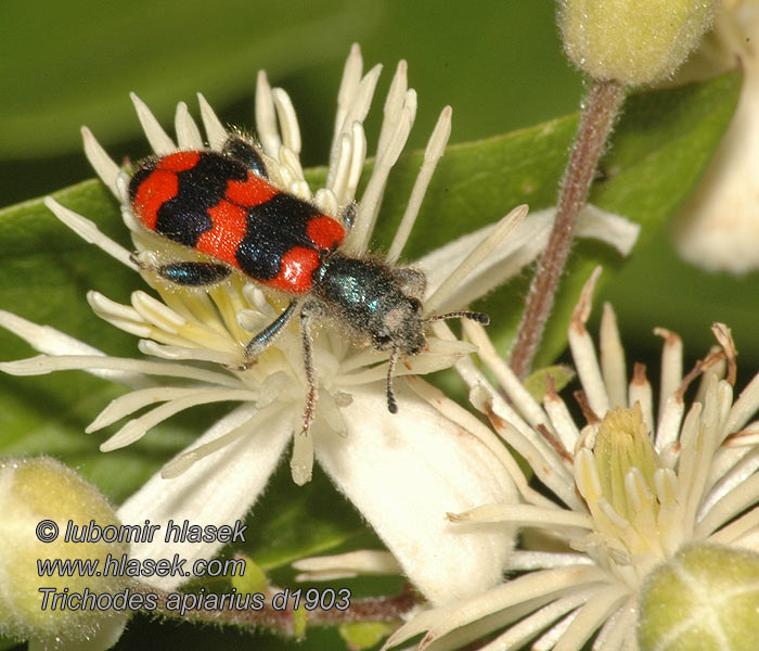 Trichodes apiarius Barciel pszczołowiec Пестряк пчелиный