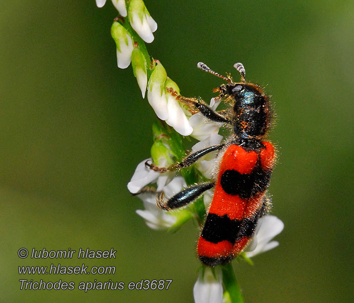 Pestrokrovečník včelový Trichodes apiarius