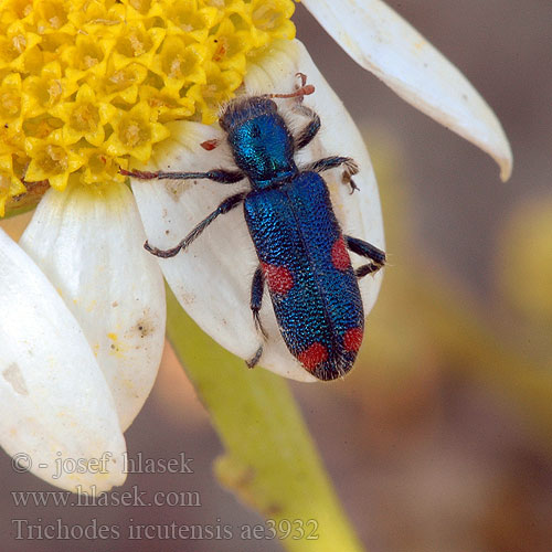 Trichodes ircutensis Sibirischer Bienenkäfer Иркутский пчеложук