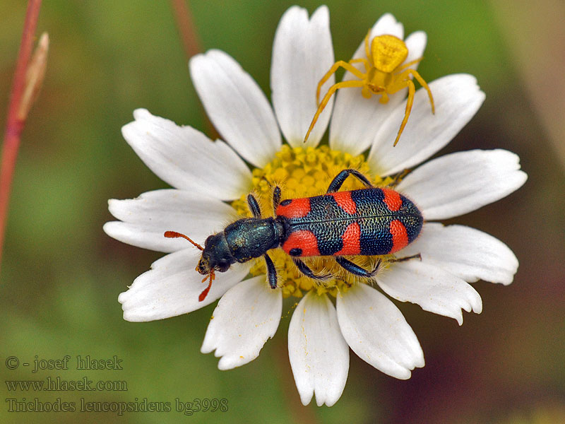 Trichodes leucopsideus