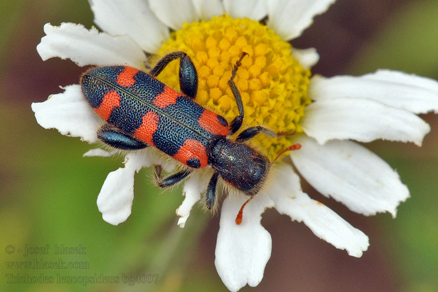 Trichodes leucopsideus