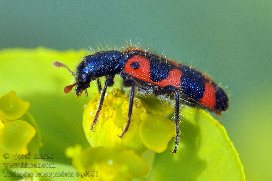 Trichodes leucopsideus