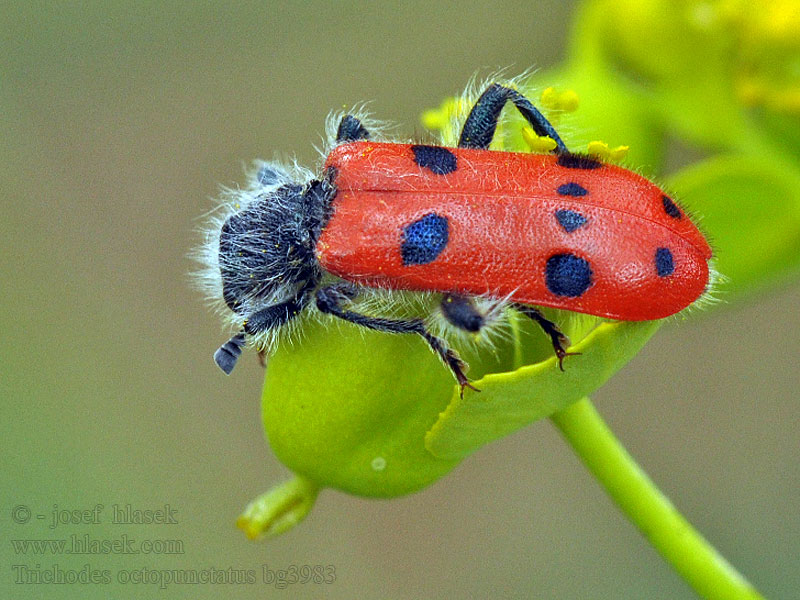 Trichodes octopunctatus