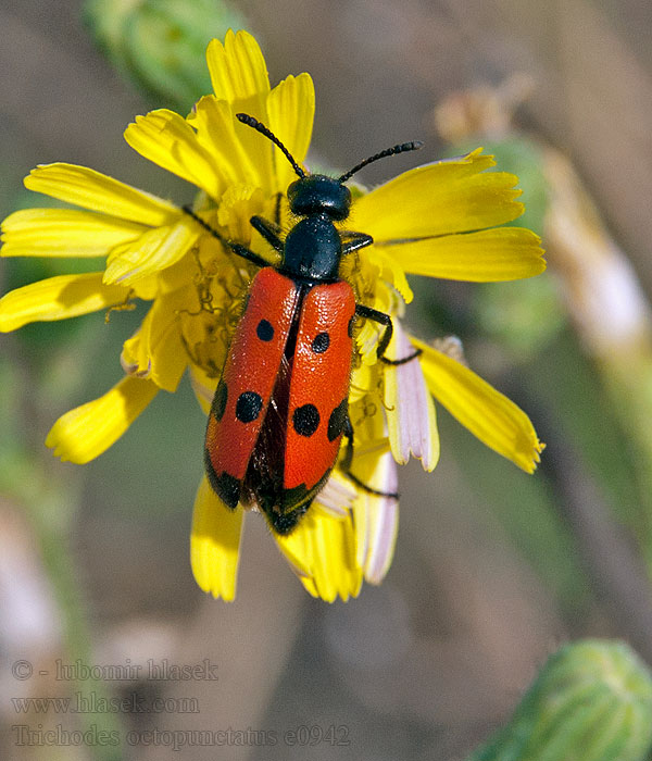 Trichodes octopunctatus