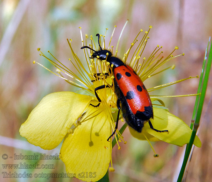 Trichodes octopunctatus