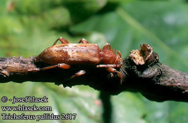 Trichoferus pallidus 2617