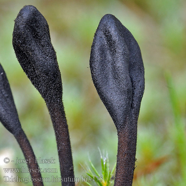 Trichoglossum hirsutum bi3475