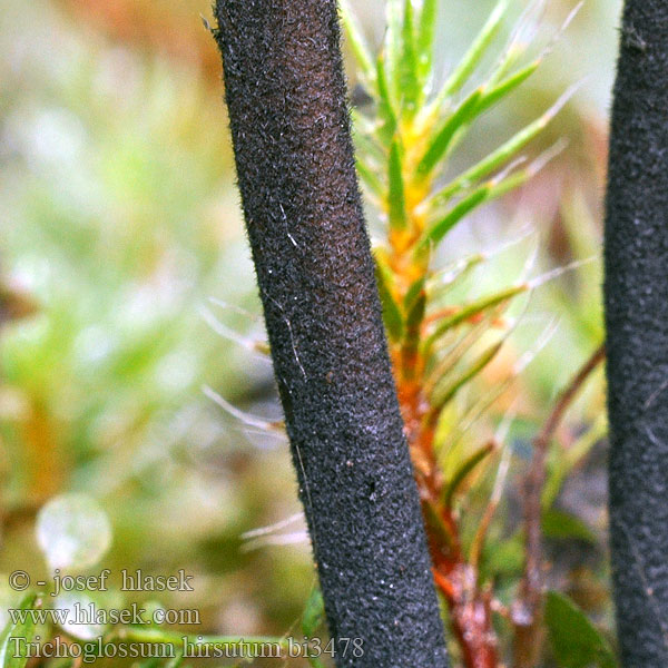 Hårig jordtunga Trichoglossum hirsutum Geoglossum