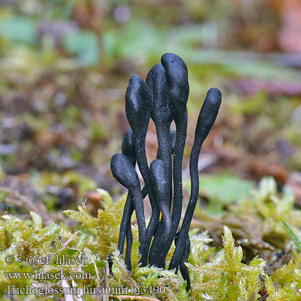 Black Earth Tongue Velvety Hairy Pajazýček chlpatý