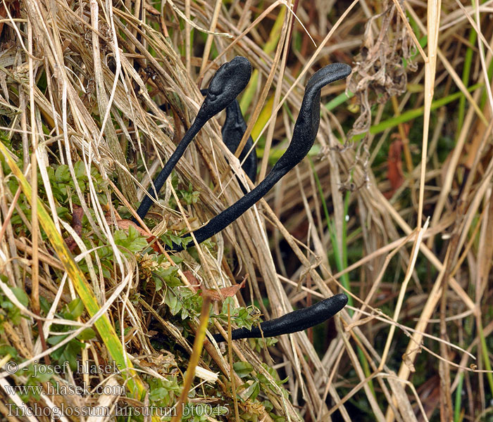 Trichoglossum hirsutum 毛舌菌阔孢变种