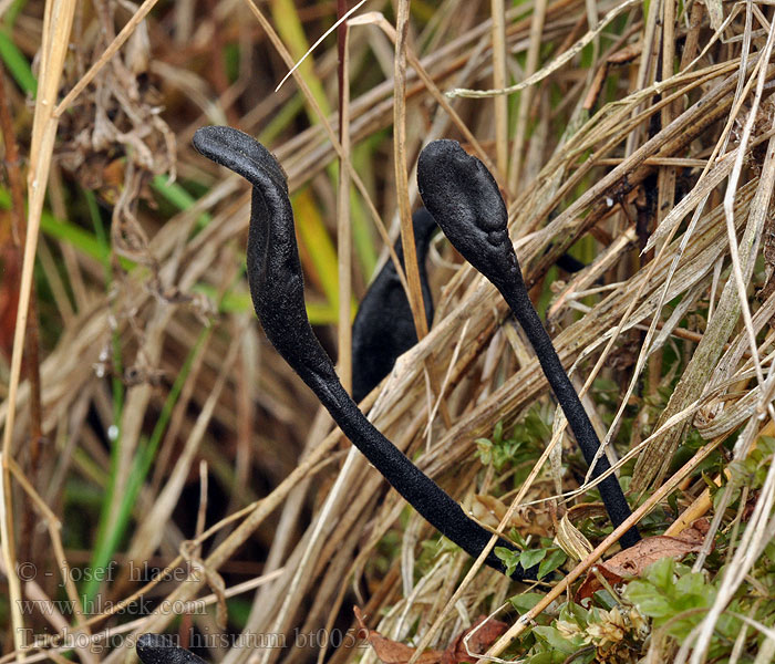 Trichoglossum hirsutum Håret jordtunge