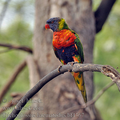 Trichoglossus haematodus Rainbow Lorikeet Lori mnohobarvý Allfarblori Lori Arcoiris Loriquet tête bleue Lorichetto arcobaleno ゴシキゼイガイインコ Regenbooglori Lorysa górska 彩虹鹦鹉 虹彩吸蜜鸚鵡 Lori farbistý mnohofarebný Острохвостый лорикет многоцветный радужный Regnbuelori Perkici Pelangi Arnhemi nestepapagoi Sateenkaariluri Rødnakket Lori Многоцветно Лори Zelenoleđi lori Szivárványos lóri Regnbogelori Regnbuelori Lório arco-íris Papagalul Lori curcubeu Gökkuşağı lori