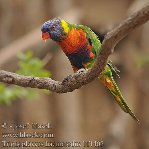 ゴシキゼイガイインコ Regenbooglori Lorysa górska 彩虹鹦鹉 虹彩吸蜜鸚鵡 Lori farbistý mnohofarebný Острохвостый лорикет многоцветный радужный Regnbuelori Perkici Pelangi Arnhemi nestepapagoi Sateenkaariluri Rødnakket Lori Многоцветно Лори Zelenoleđi lori Szivárványos lóri Regnbogelori Regnbuelori Lório arco-íris Papagalul Lori curcubeu Gökkuşağı lori Trichoglossus haematodus Rainbow Lorikeet Lori mnohobarvý Allfarblori Lori Arcoiris Loriquet tête bleue Lorichetto arcobaleno