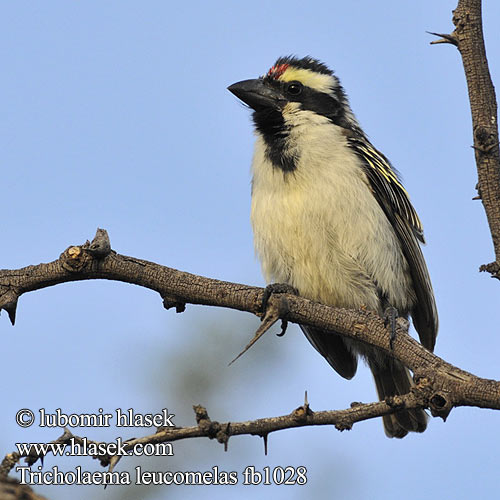 Tricholaema leucomelas Pied Barbet Vousák diadémový Diadembartvogel Diademskægfugl Barbudo Diademado Valkokurkkuseppä Barbican pie Barbuto diademato キマユコゴシキドリ Diadeembaardvogel Glowaczek bialolicy Barbacas acacia Пёстрый бородастик