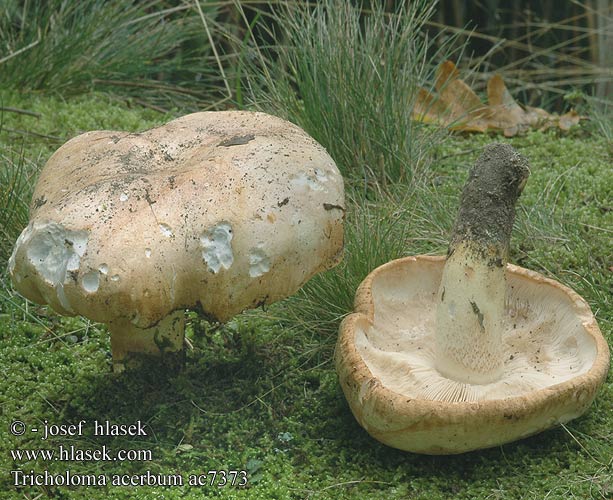 Tricholoma acerbum Gerippter Ritterling Tricholome acerbe Čirůvka hořká Čírovka horká Trpka kolobarnica Agarico acerbo Krulzoomridderzwam Stor ridderhat オオニガシメジ Keserű pereszke Bittermusserong