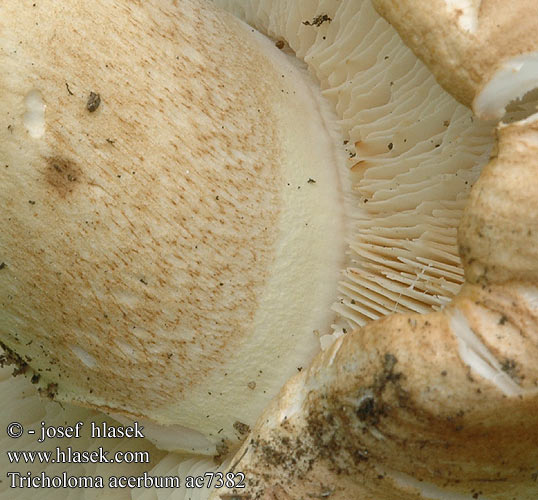 Tricholoma acerbum ac7382