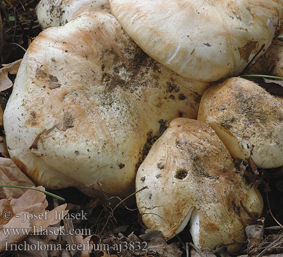 Tricholoma acerbum aj3832