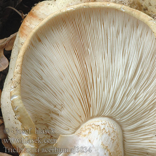 Tricholoma acerbum aj3834