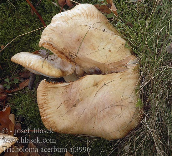 Stor ridderhat Tricholoma acerbum オオニガシメジ Keserű pereszke Bittermusserong Gerippter Ritterling Tricholome acerbe Čirůvka hořká Čírovka horká Trpka kolobarnica Agarico acerbo Krulzoomridderzwam