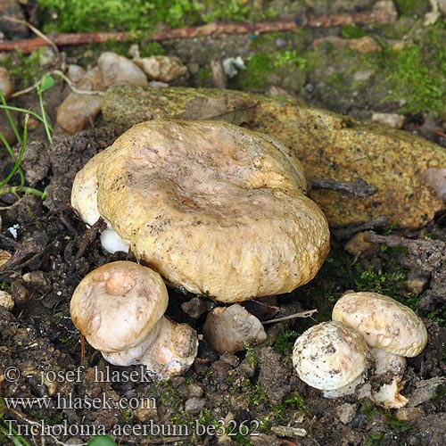 Tricholoma acerbum be3262