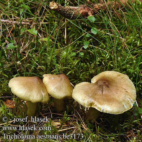 Tricholoma aestuans Čirůvka sálající Tricholome brûlant Galliger Ritterling Kegle-ridderhat Äikävalmuska Scherpe gele ridderzwam Otrovna gljiva Bitter riddermusserong Рядовка еловая Čírovka severská Bitter riddarmusseron