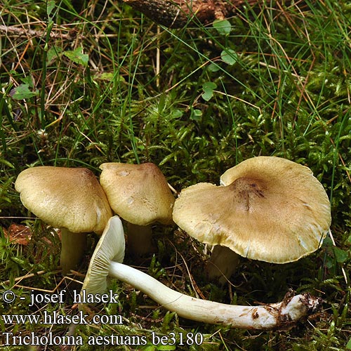 Tricholoma aestuans be3180