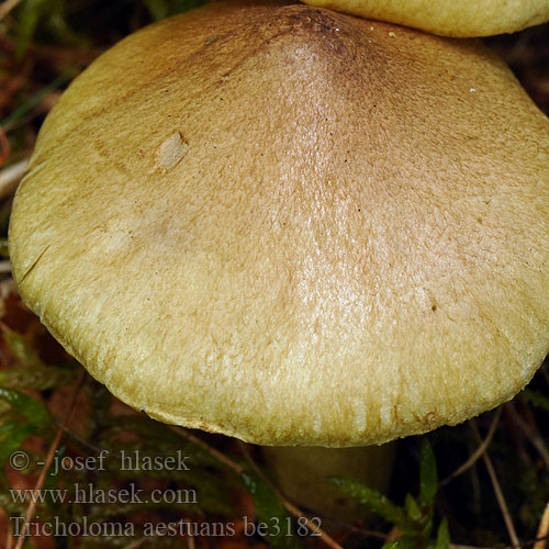 Scherpe gele ridderzwam Otrovna gljiva Bitter riddermusserong Рядовка еловая Čírovka severská Bitter riddarmusseron Tricholoma aestuans Čirůvka sálající Tricholome brûlant Galliger Ritterling Kegle-ridderhat Äikävalmuska