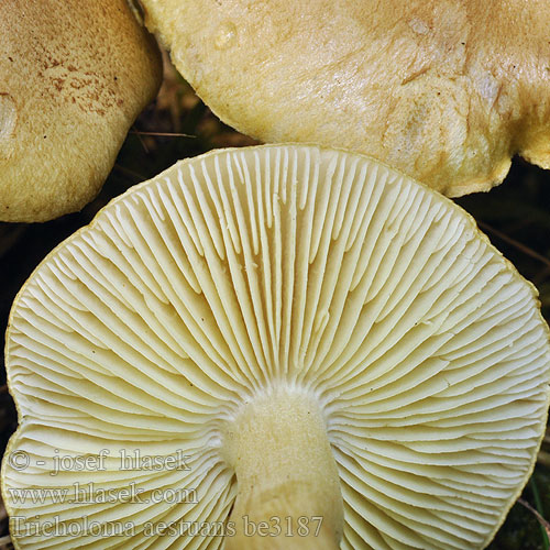 Рядовка еловая Čírovka severská Bitter riddarmusseron Tricholoma aestuans Čirůvka sálající Tricholome brûlant Galliger Ritterling Kegle-ridderhat Äikävalmuska Scherpe gele ridderzwam Otrovna gljiva Bitter riddermusserong