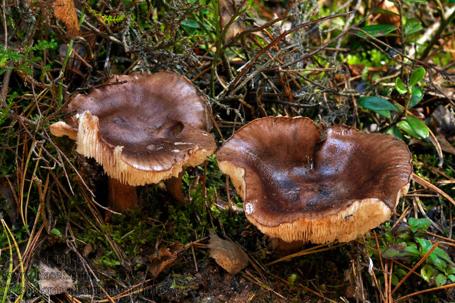 Tricholoma albobrunneum Čirůvka bělohnědá Weißbraune Ritterling