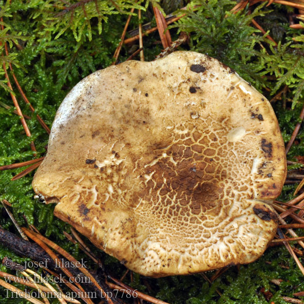 Tricholoma apium Čirůvka celerová Sellerieritterling