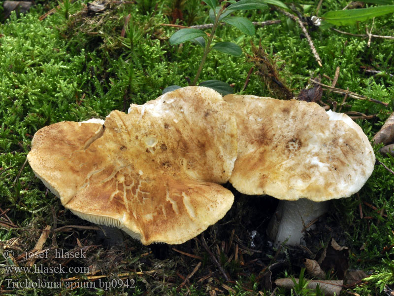 Tricholoma_apium_bp0942