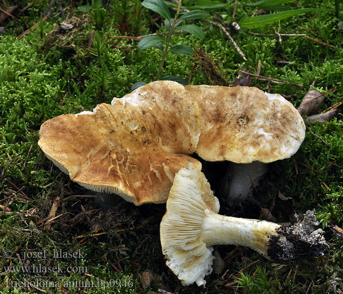 Рядовка сельдерейная Scented Knight Tricholoma apium