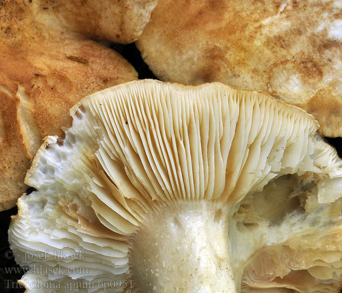 Tricholoma apium Gąska selerowa Tricholome odeur céléri