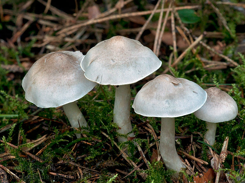 Tricholoma argyraceum Čirůvka stříbrošedá