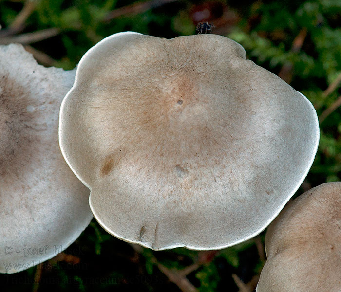 Kekovalmuska Рядовка серебристо-серая Tricholoma argyraceum