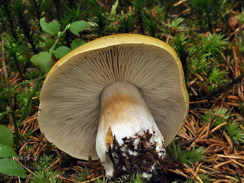 Tricholoma_arvernense_bs9567