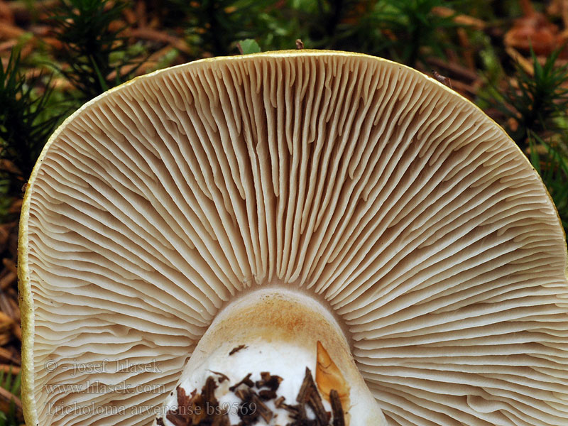 Tricholoma arvernense Čirůvka příbuzná Orangebrauner Ritterling