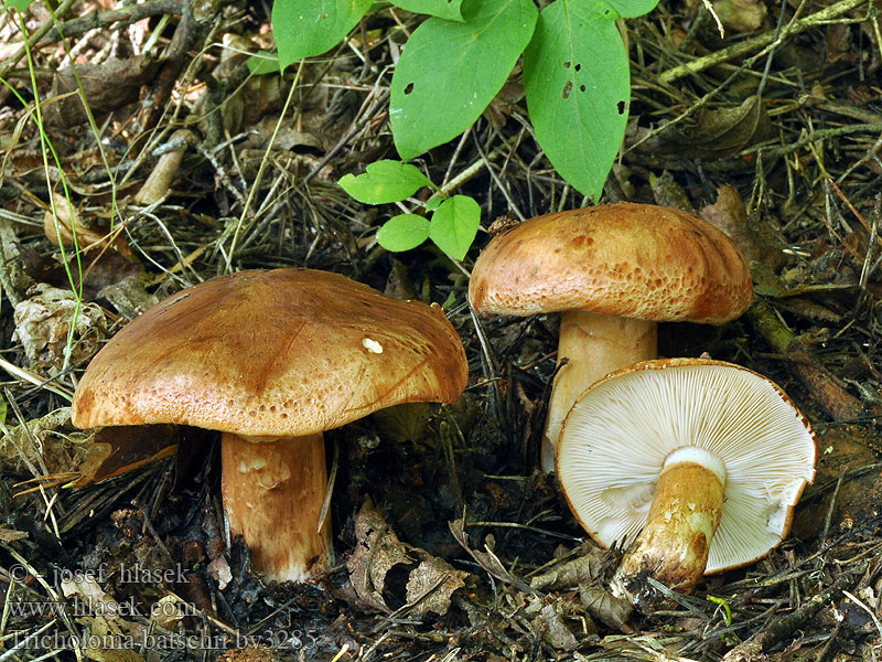 Tricholoma batschii fracticum Čirůvka prstenitá