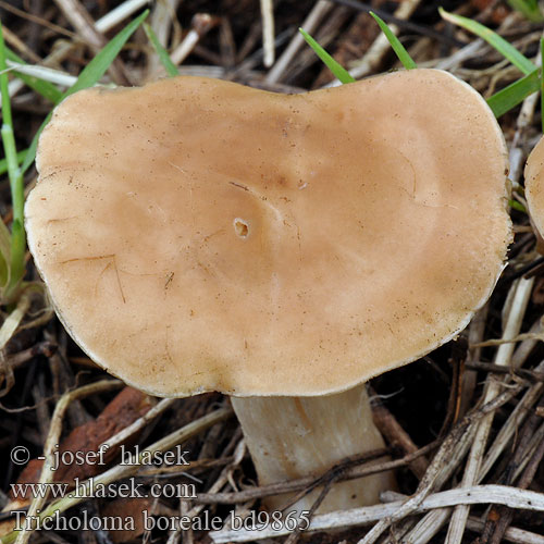 Tricholoma boreale civile