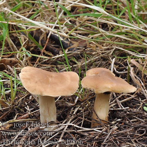 Tricholoma boreale civile